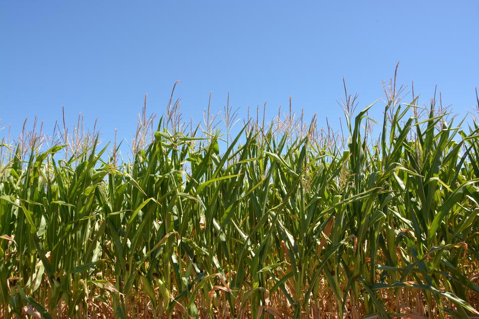 corn farm field green
