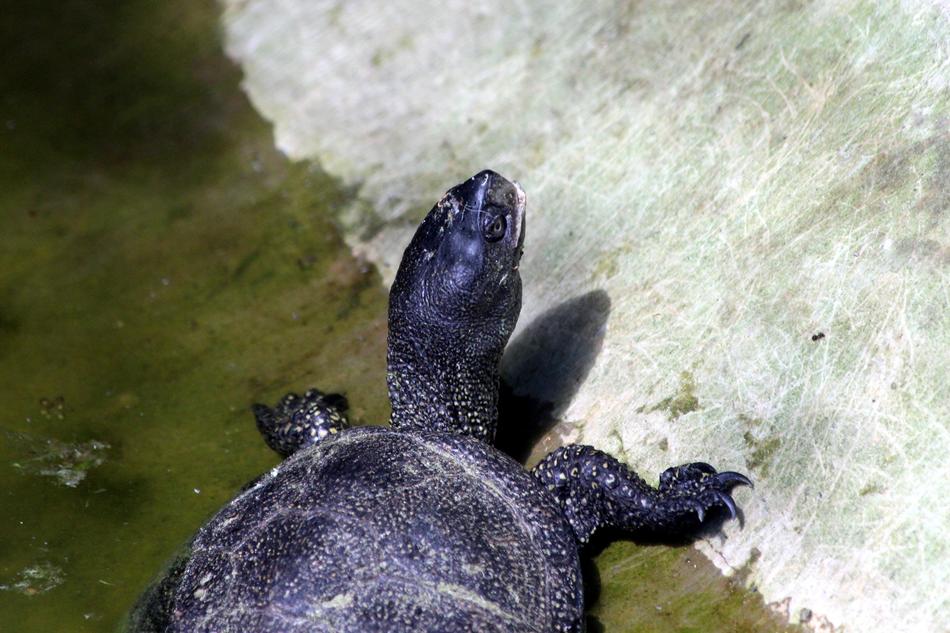 Tortoise Bog Turtle
