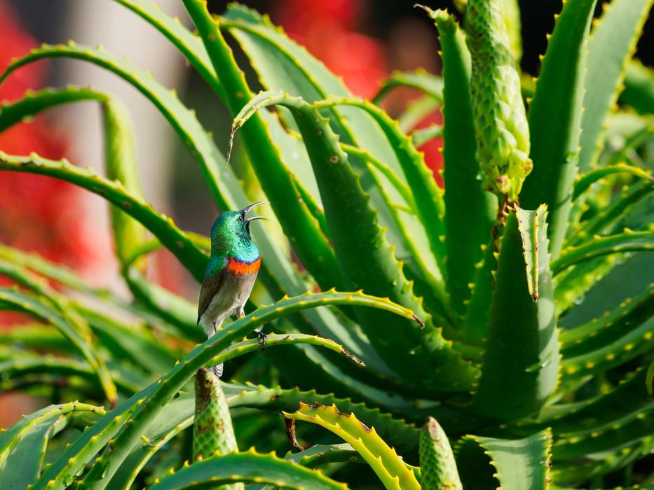Southern Double-Collared Sunbird