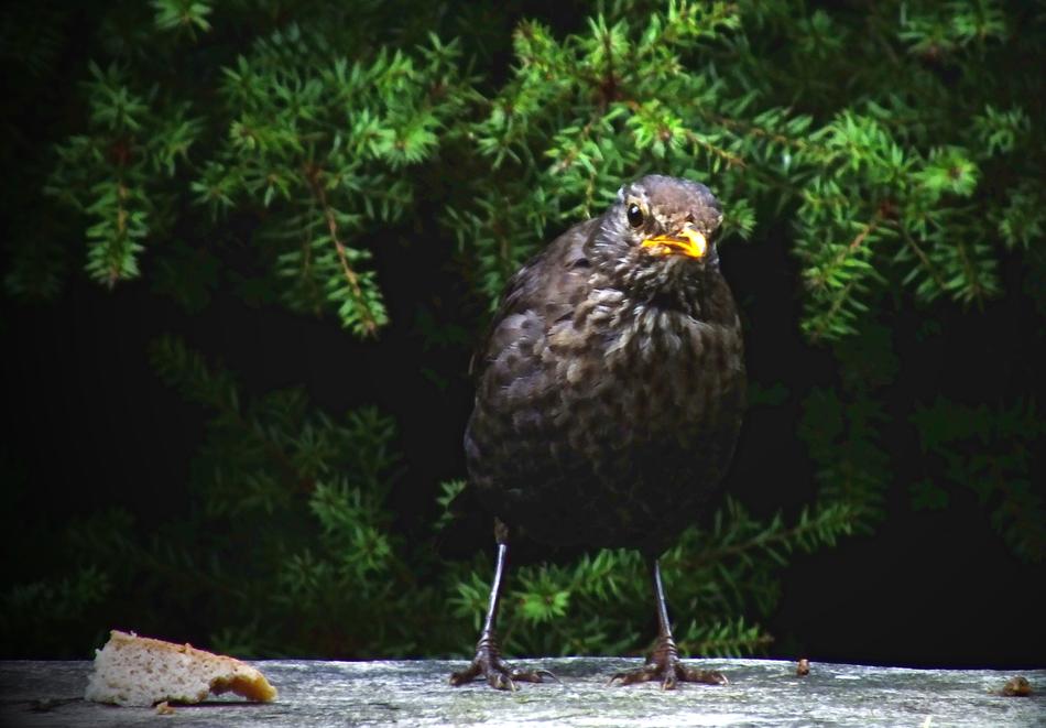 Blackbird Wren Wildlife