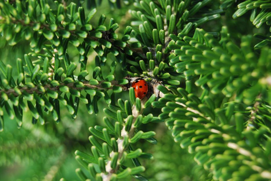 ladybug on a tree branch