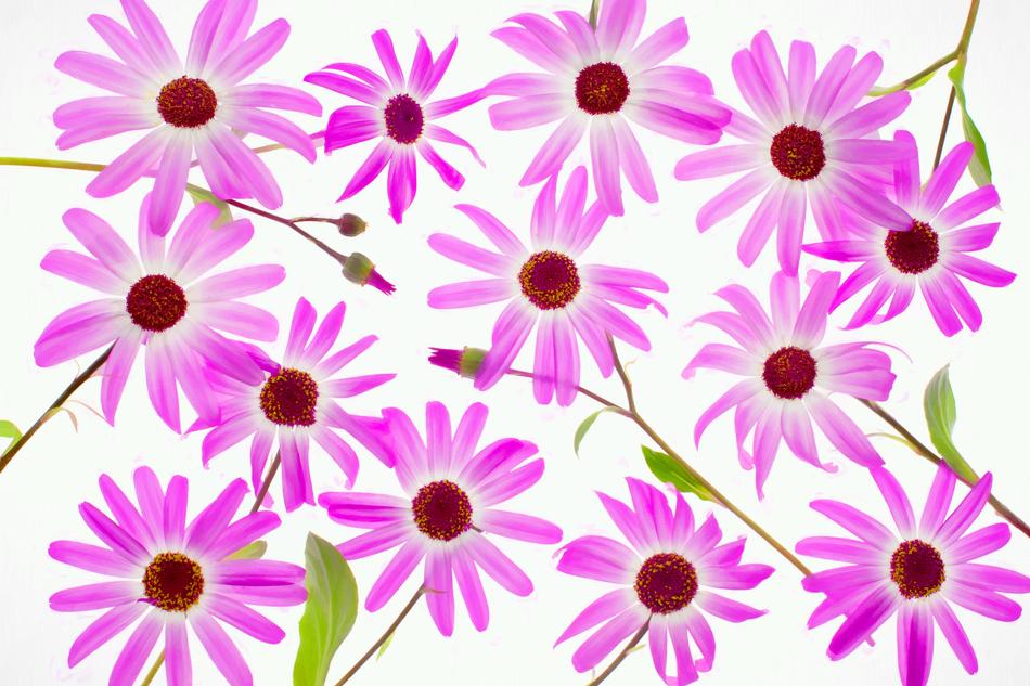 pink purple daisies design flowers