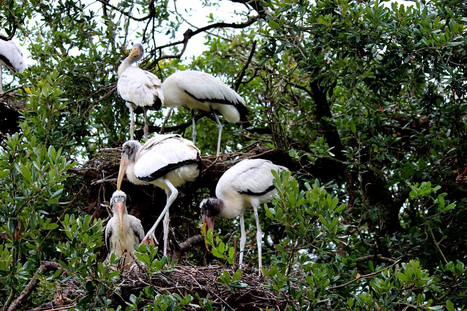 Bird Nest Pelican