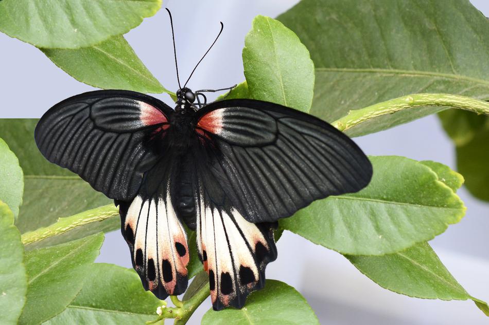 Butterfly Insect Wing