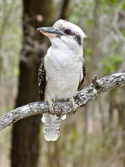 Kookaburra Bird Australian