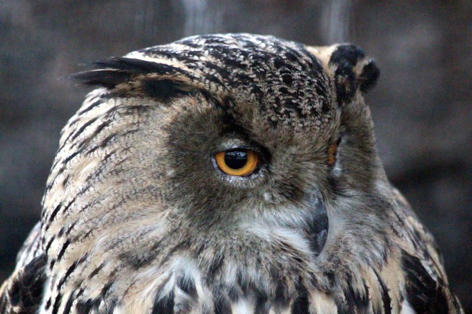 Owl Western Siberian Eagle