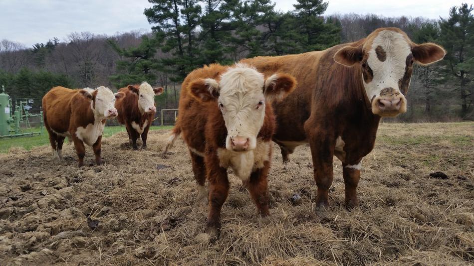 Cow Cows Farm