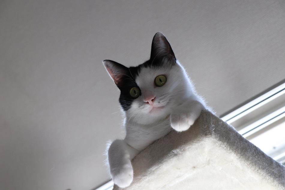 Cat Kitten Pet