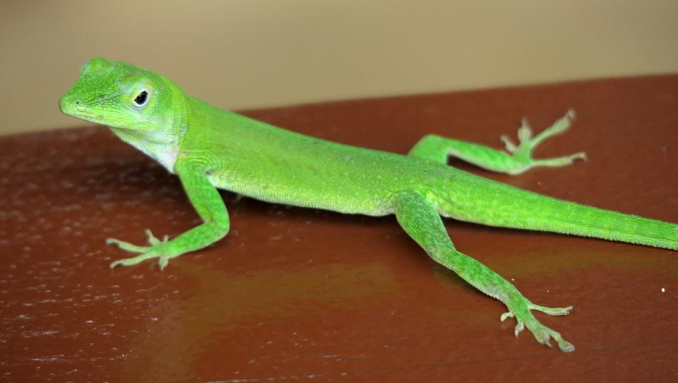 Gecko Green