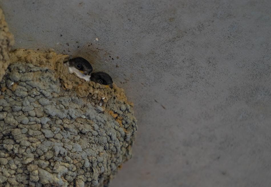 Animals Bird Swallows