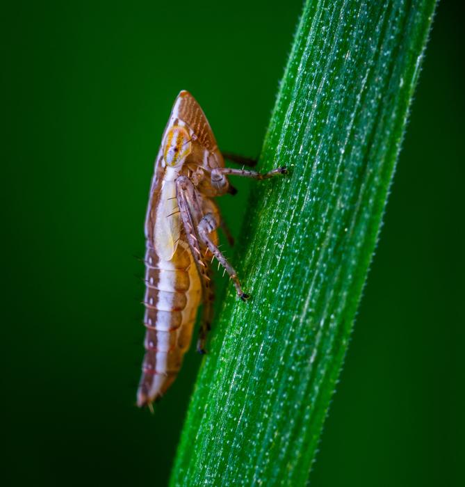 blur Macro Insect nature