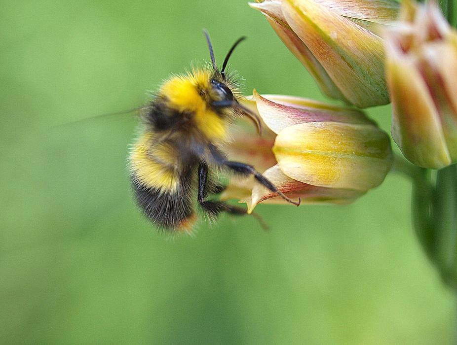 bee pollen flower garden