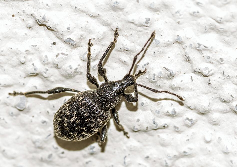 The Beetle Worm Black