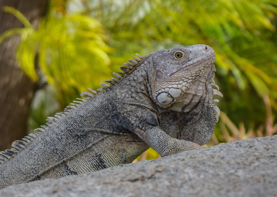 Lizard Iguana Animal