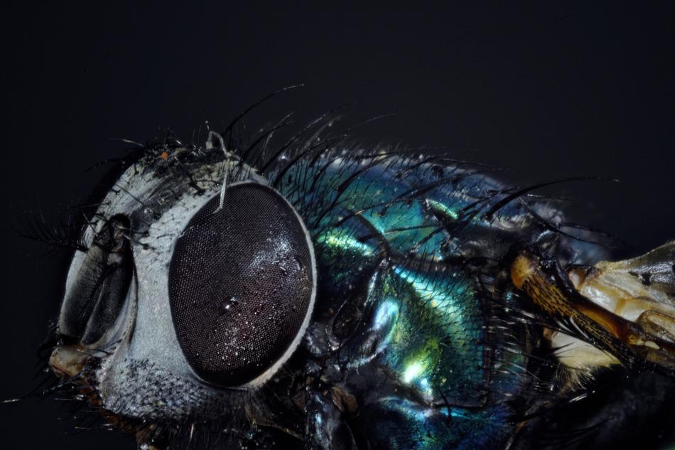 Bluebottle Goldfliege Compound