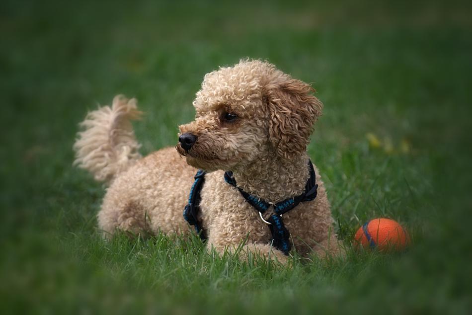 Poodle Dog Pet