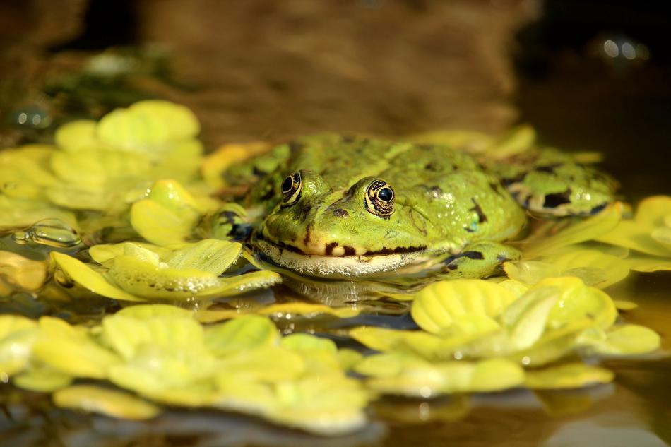 Frog Pond Amphibian