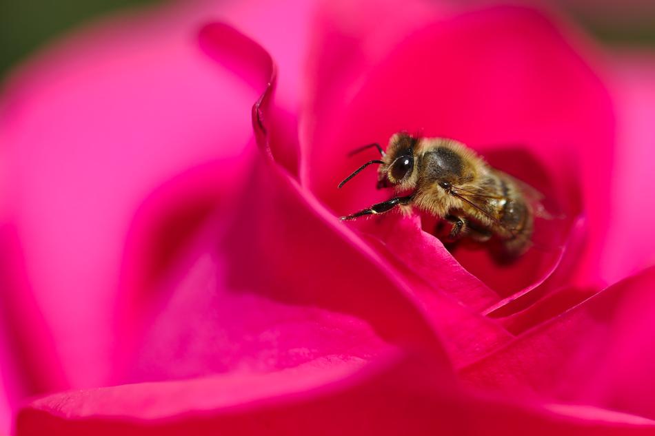 bee in a rosebud