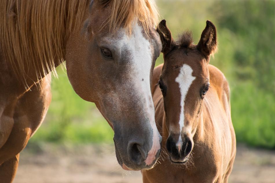Foal Mare Horses