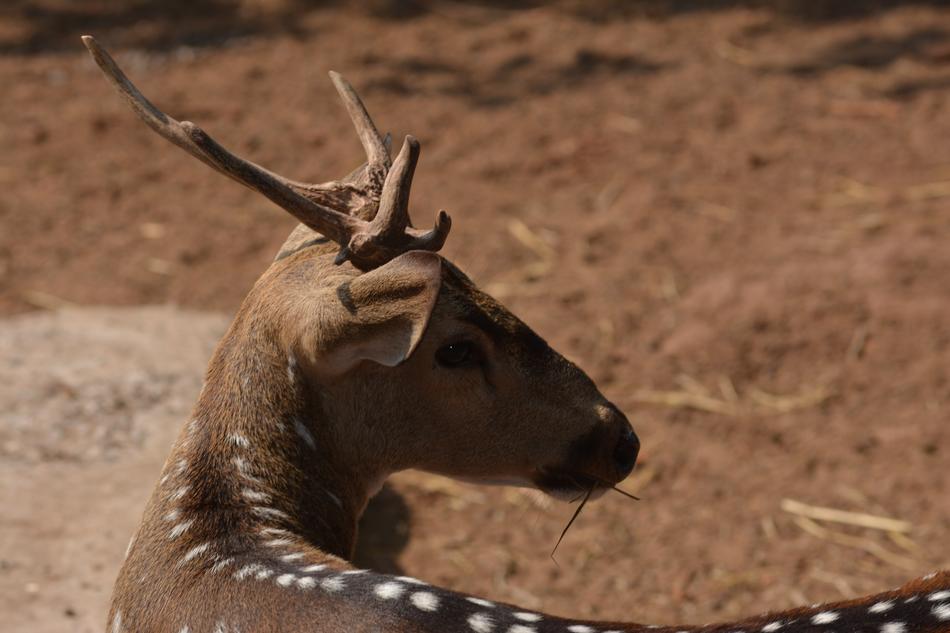 Deer Animal Mammal