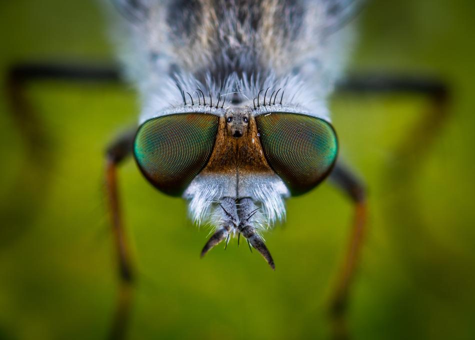 Macro Insect Bespozvonochnoe