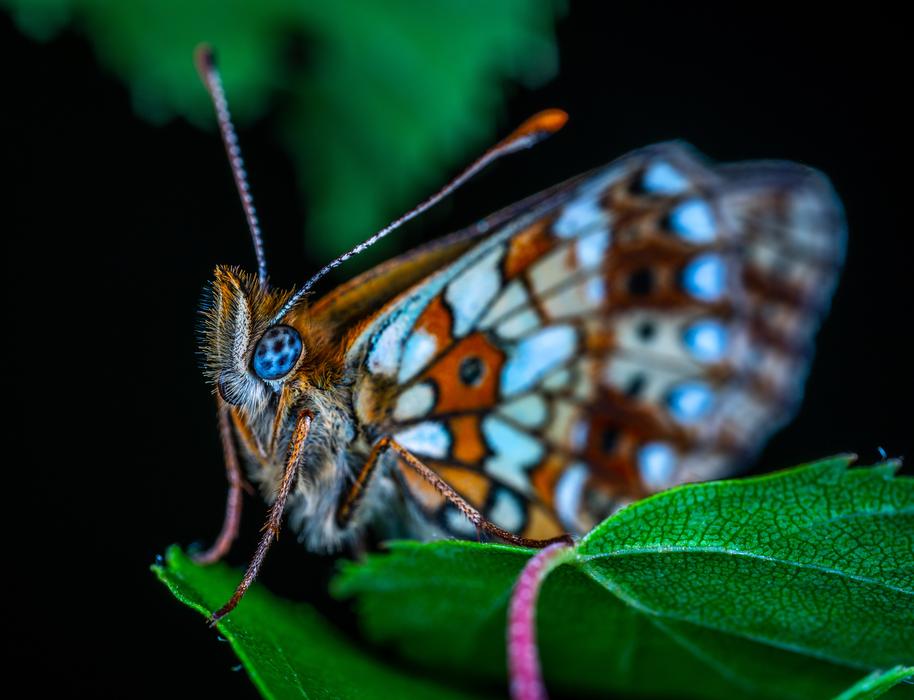 Macro Insect Bespozvonochnoe