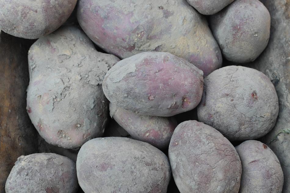 dirty potato harvest