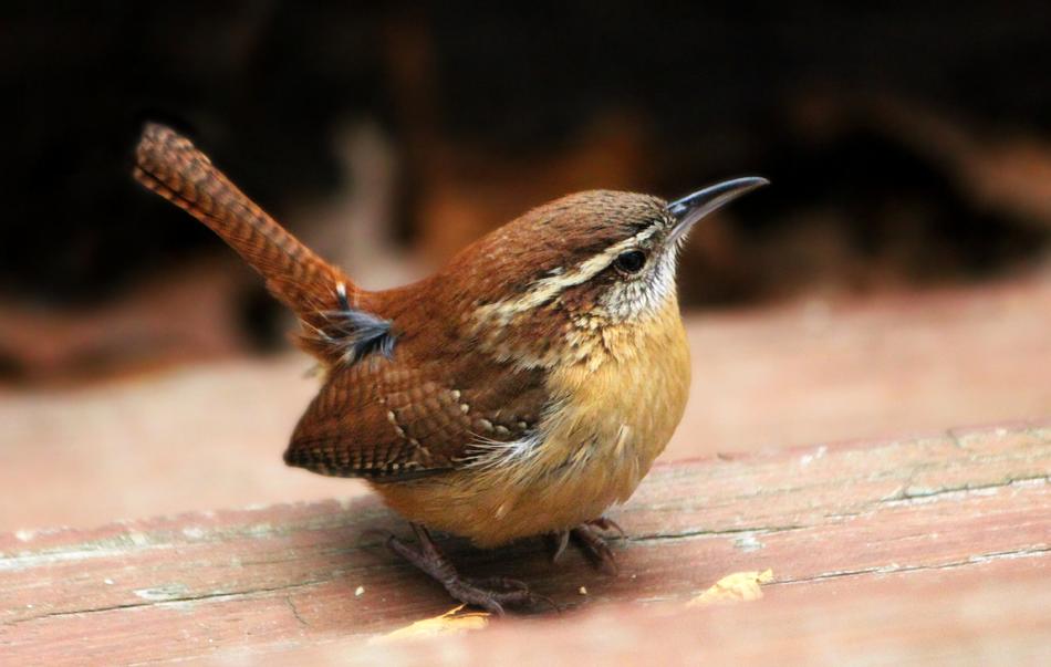 carolina wren