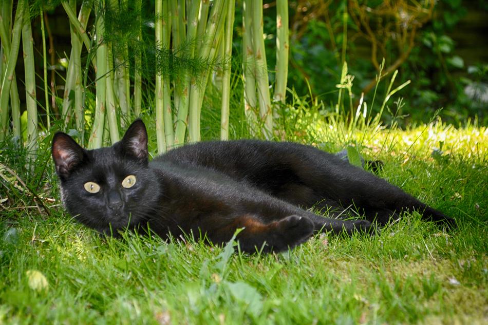 black cat lying on the grass