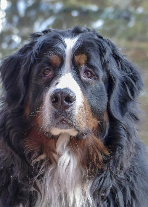 Bernese Mountain Dog Canine