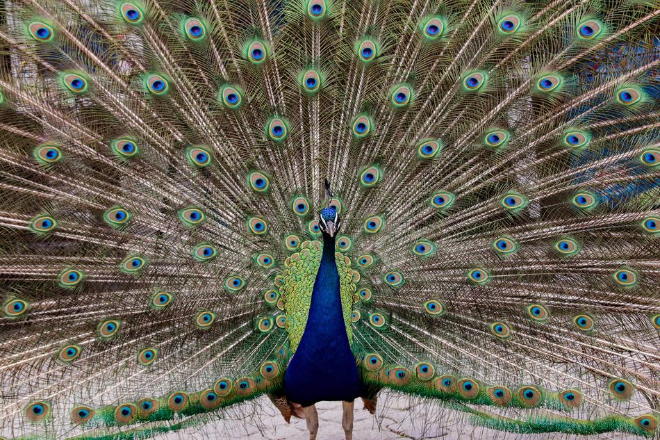 peacock with a beautiful tail
