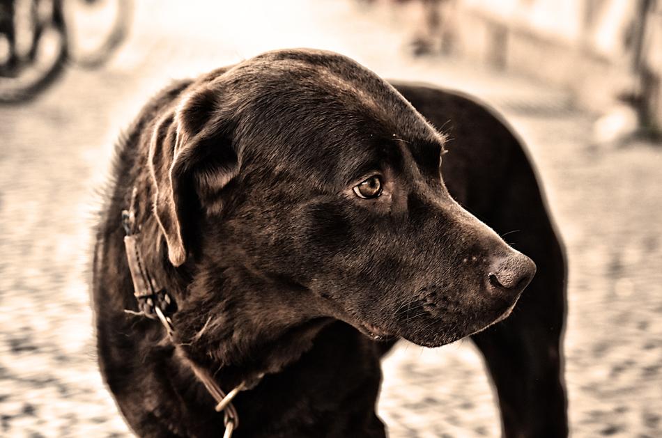 Dog Pet Faithful Look
