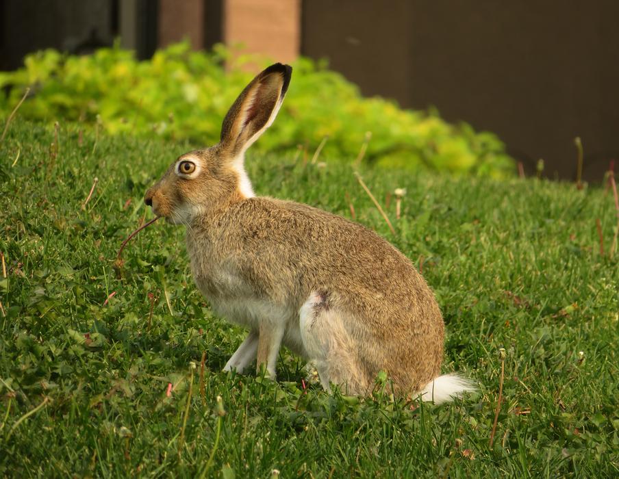 Rabbit Hare Bunny