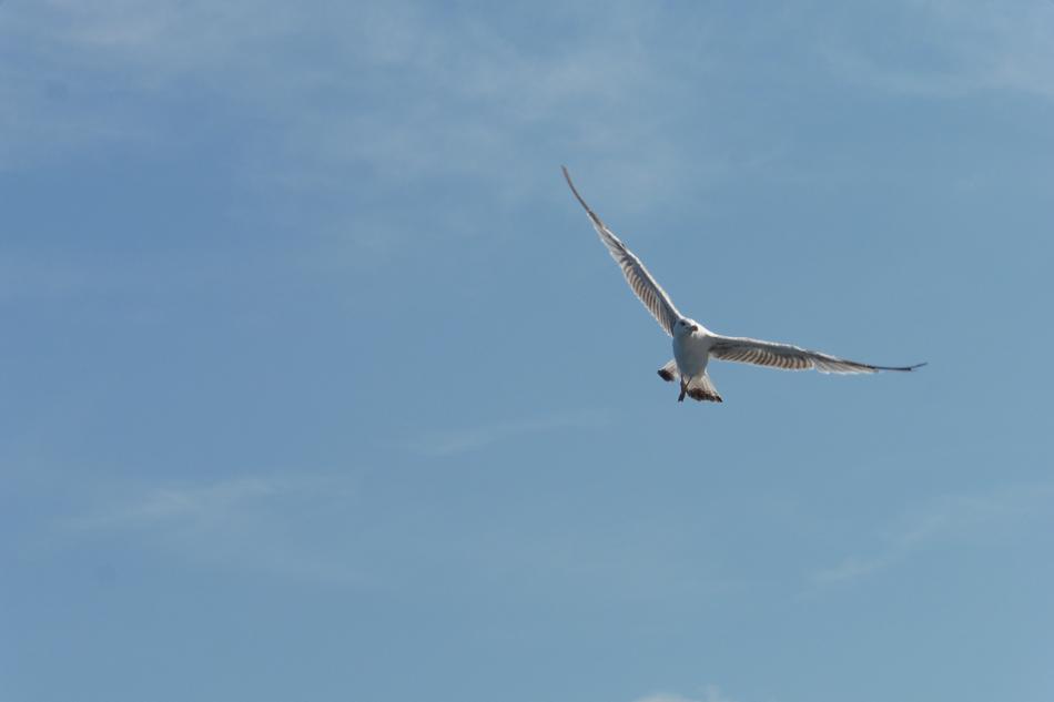 Seagull Bird Air