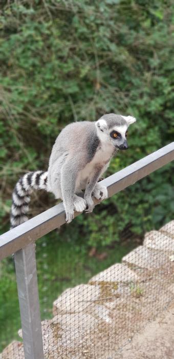 Lemur in the Zoo