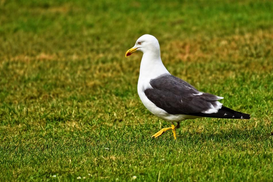 Seagull Gull Bird