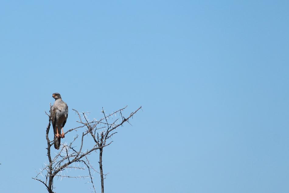 Africa Etosha Namibia