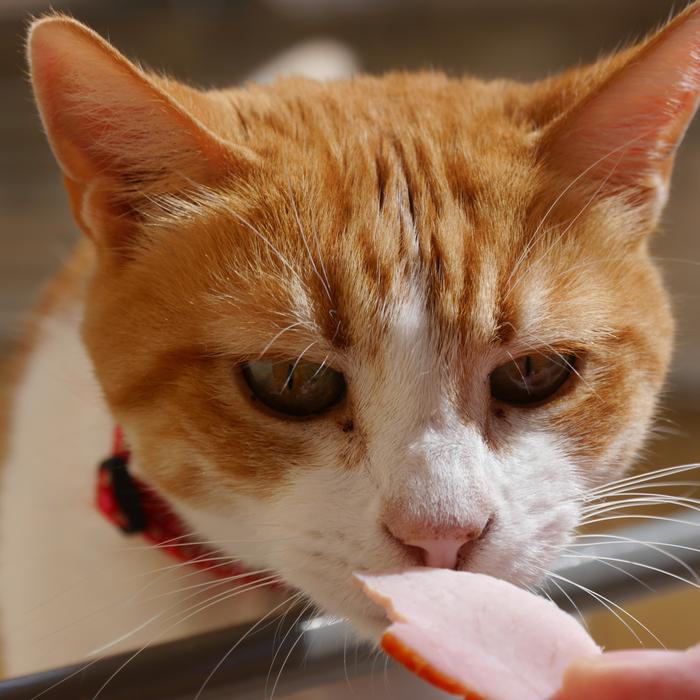 the cat tries sausage