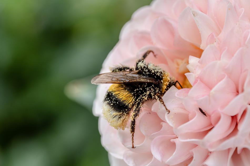 Bee Insect Flower