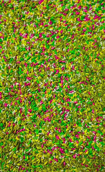 colored beans harvest