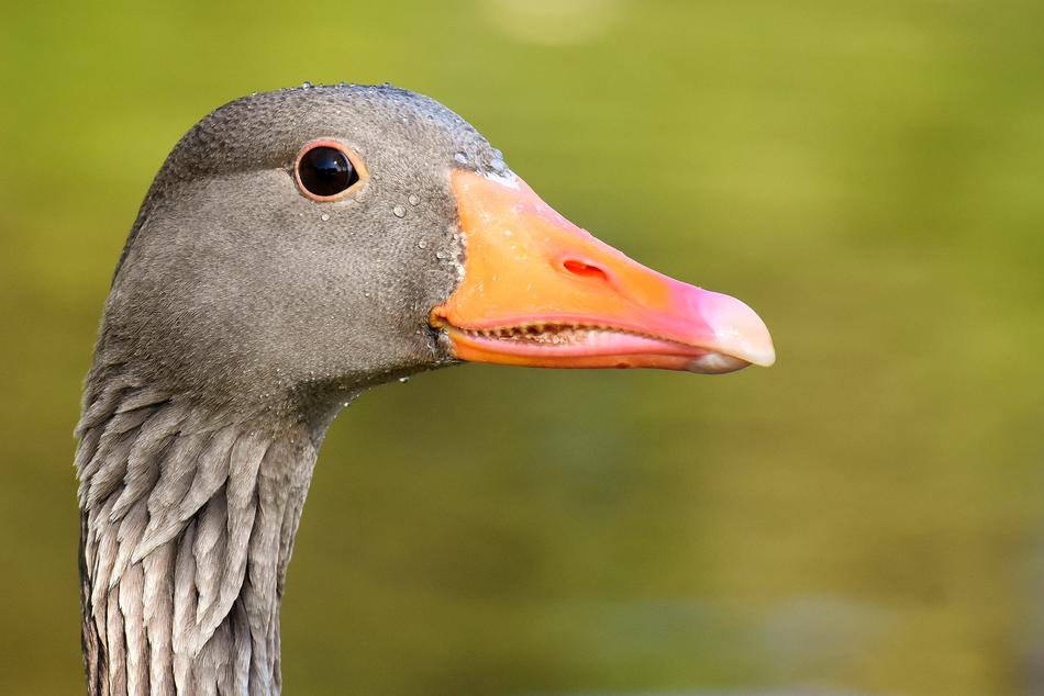 Goose Wild Water Bird
