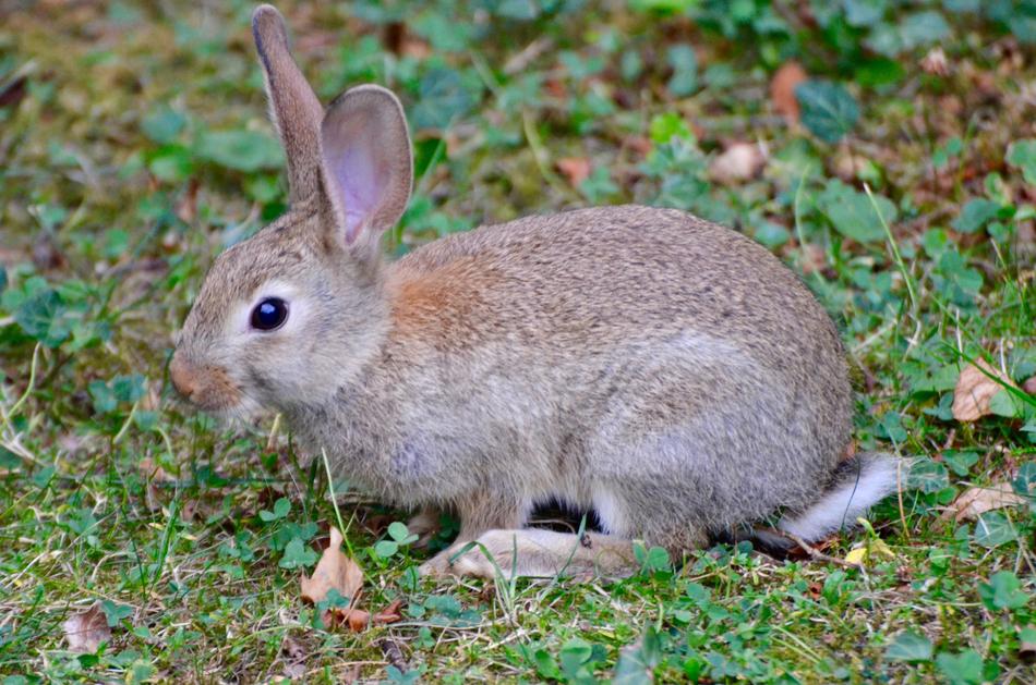 Rabbit Animal Nature
