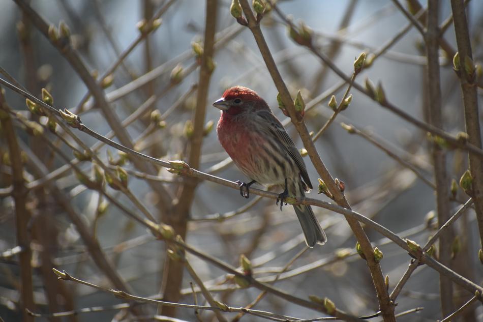 a bird near the house