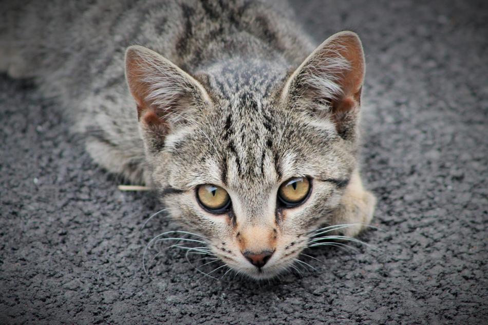 Cat Animal Animals