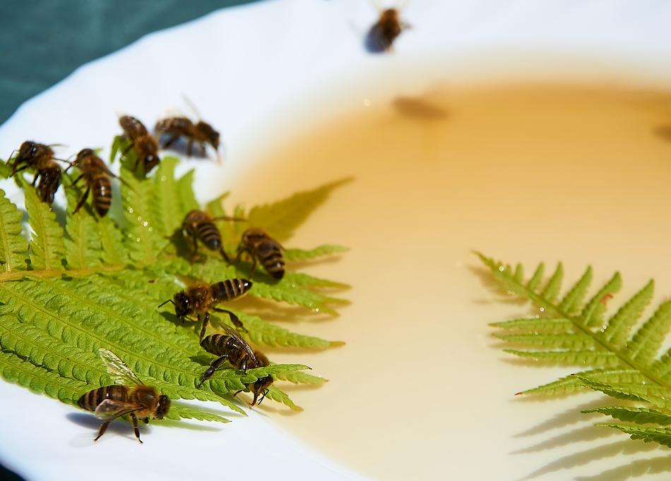 bees on a leaf near honey