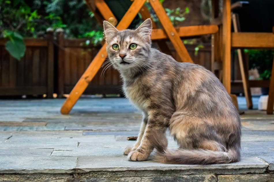 Cat Stray Young