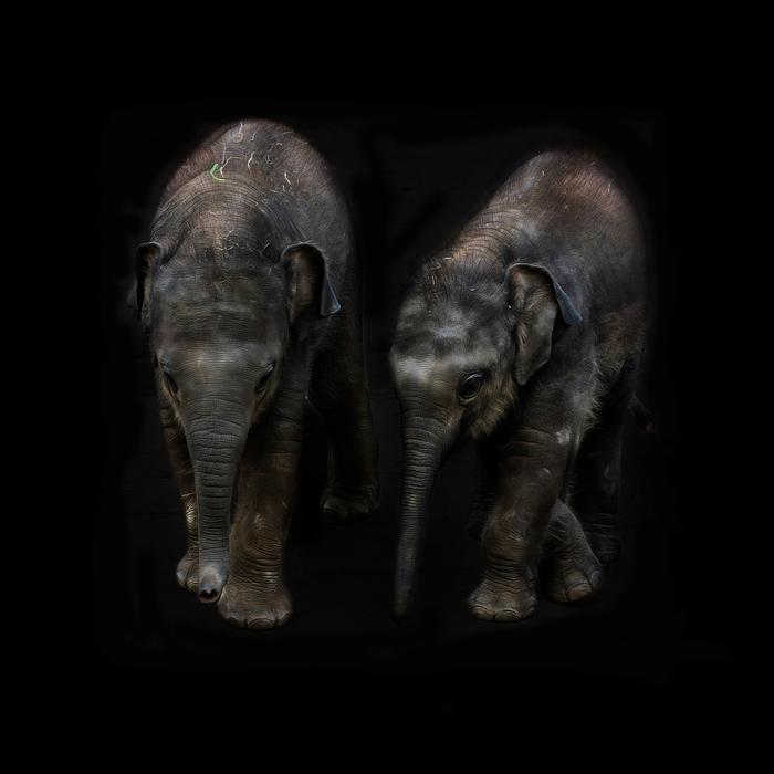 Elephant Animal Pachyderm