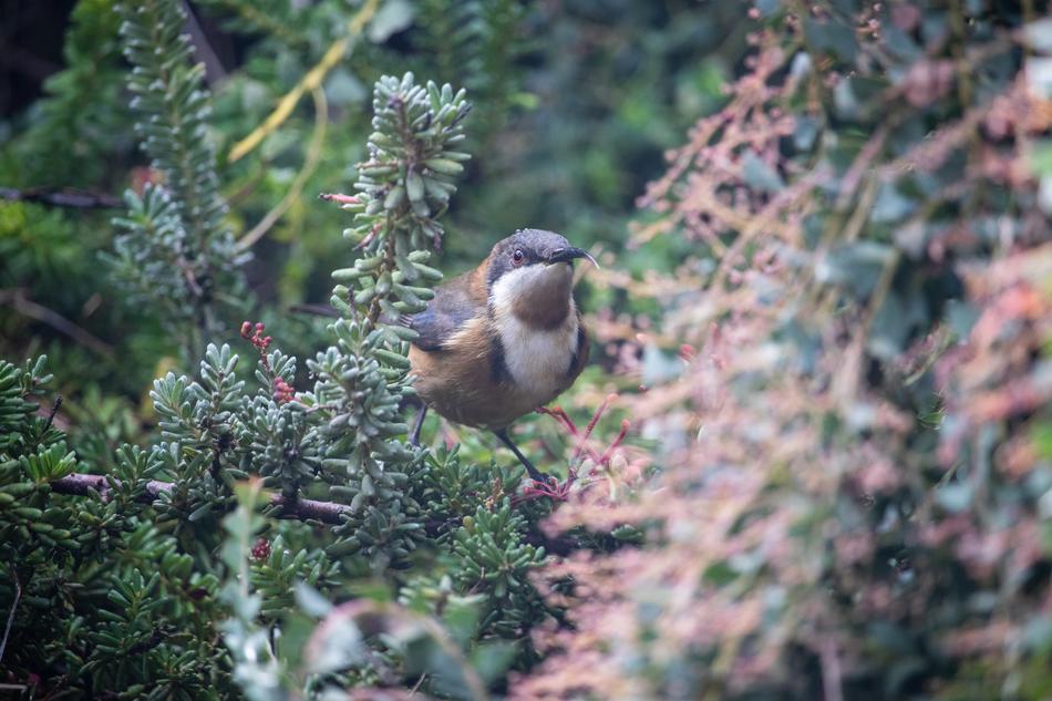 Bird Wild Nature