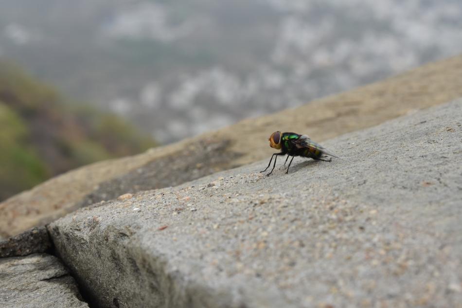 Fly Insect Bug