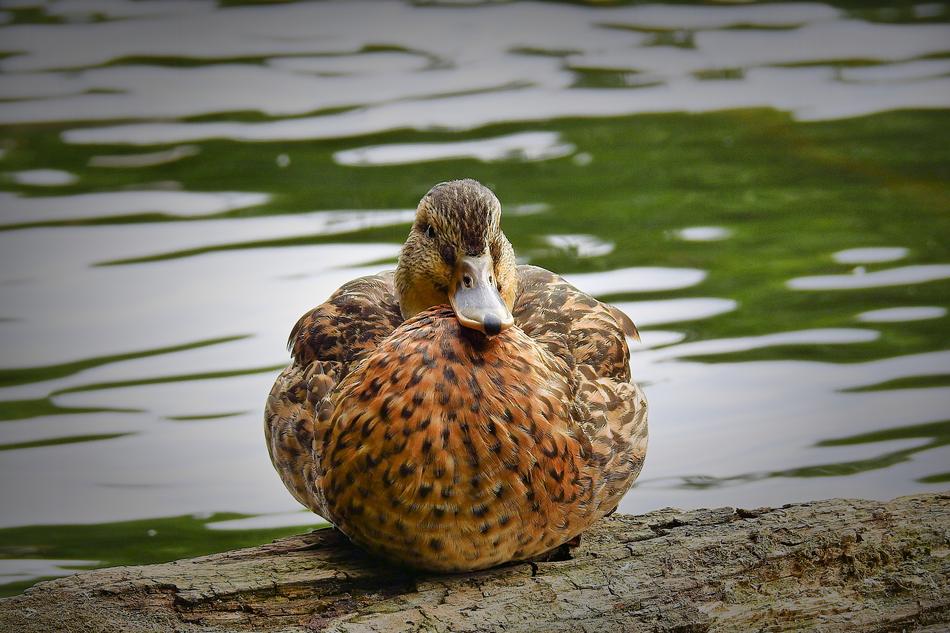 Duck Lake Bird
